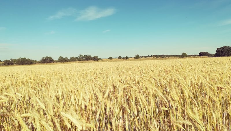Harvesting Tips