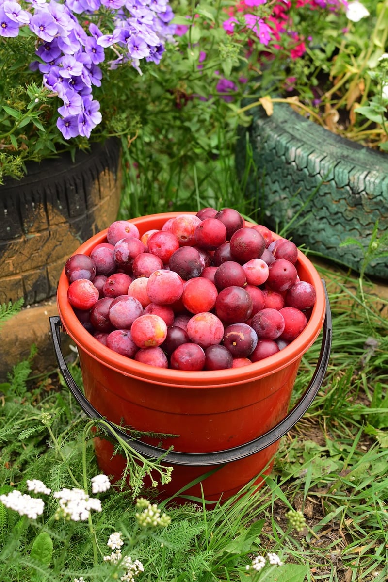Organic Yields