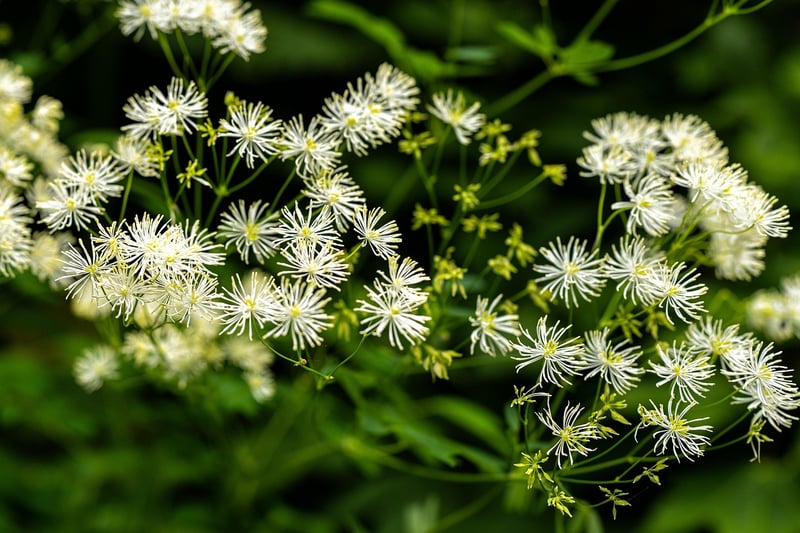 Unique Petals