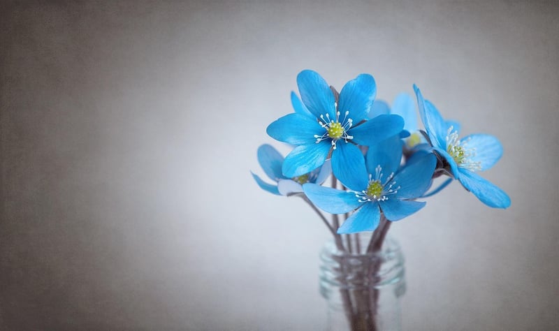 Magical Flowers